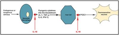 A Review of Febrile Seizures: Recent Advances in Understanding of Febrile Seizure Pathophysiology and Commonly Implicated Viral Triggers